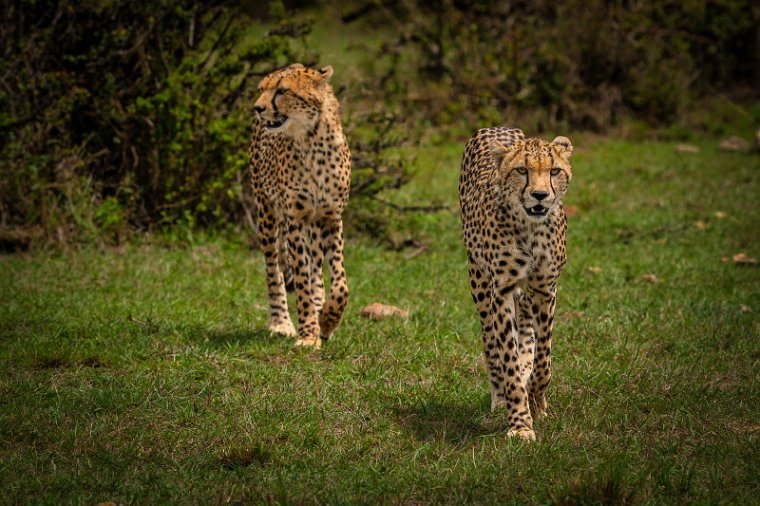 055 Masai Mara, jachtluipaarden.jpg